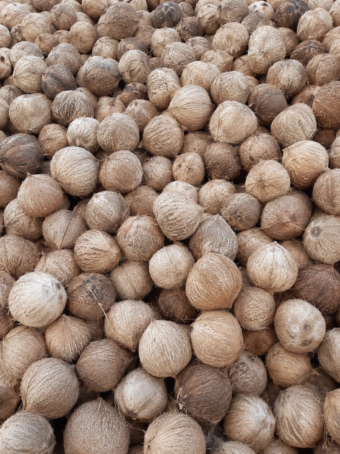 FARMORA whole coconuts